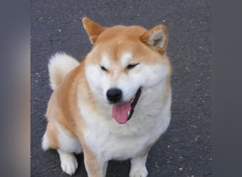 Erstklassige Shiba Inu Zucht in Sachsen