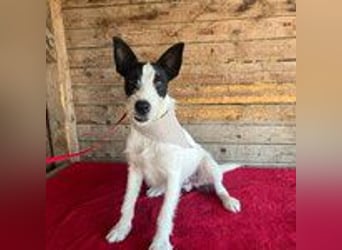 Jerry, Terrier-Mischling, Rüde, geb. am 15.05.2024, 40 cm, 10 kg