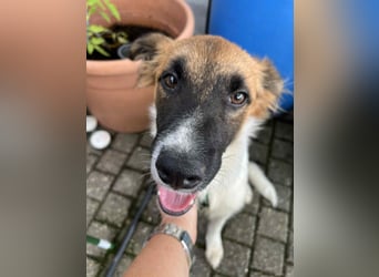 Lieber, hübscher Jungrüde Tarek