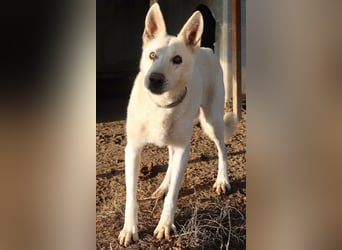 Luuk, geb. ca. 12/2018, lebt in GRIECHENLAND, im städt. Tierheim Serres