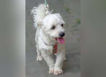 MARVIN, Malteser Mix