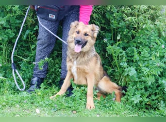 Bea, Mix Collie / Schäferhund, lieb und verträglich