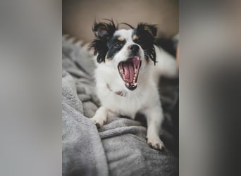 winzige süße Chihuahua Mischlings-Hündin Lotti sucht eine Familie