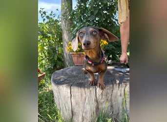 Piper, ein fröhliches Hundekind