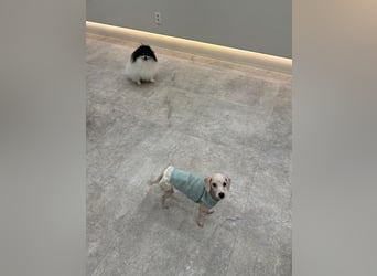 Ruby ist eine zarte Hündin von etwa 3–4 Jahren und wiegt gerade einmal 4 kg