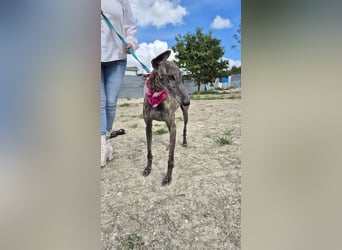 Guapina, möchte endlich ein Zuhause