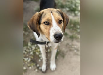 Hudson, geb. ca. 05/2024, lebt in GRIECHENLAND, auf einer privaten Pflegestelle