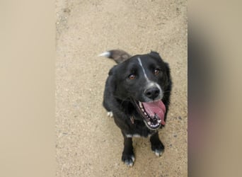 Freundlicher LEWI ist ein absoluter Gute-Laune-Hund