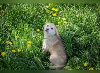 Welpe SCHNUGGI - das verspielte und fröhliche Hundekind freut sich auf seine eigene Familie