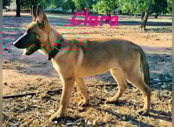 Clara geb. 04/2025 (ESP) - verspielte, lebensfrohe und gesellige Malinois Welpin!