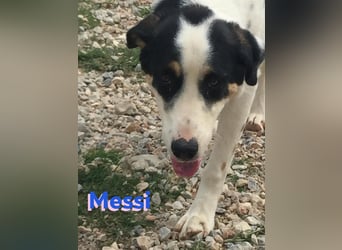 Messi, 01/23 - sportlicher Kumpel sucht seine Menschen