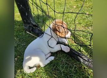 5 wunderschöne Jack Russel Terrier Welpen
