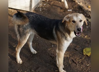 Ciri, geb. ca. 05/2024, lebt in GRIECHENLAND, im städt. Tierheim Serres