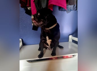 Deckrüde!!! Balloo sucht Ihre Hündin. Deckrüde!!!