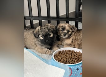 Maltipoo - Welpen - Rüden und Hündin