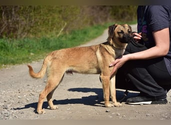 Buffy ist ein fröhlicher, aktiver Hund
