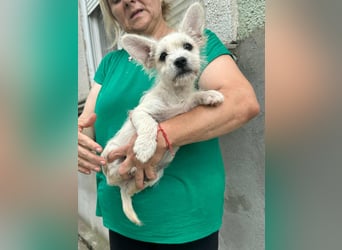 Snoopy, geboren 01.05.2025, 23cm sucht sein Körbchen