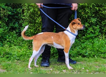 Holly, Mix Chihuahua / Beagle, lieb und verträglich