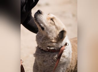 Jack ❤️ sichere Heimat gesucht!