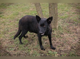 Sonja: Hundemama sucht Zuhause