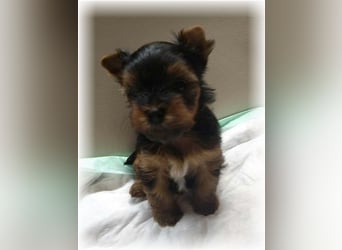 wunderschöne kleine dunkelbleibende Yorkiewelpen  Yorkshireterrier mit Papieren