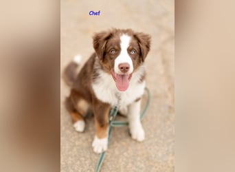 Australian Shepherd Welpen Rüden, ASCA