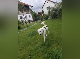 Berni - ein absoluter Traumhund