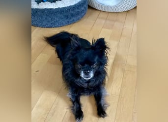 Tylor, menschenbezogen und katzenfreundlich