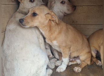 ♥MIKA♥ niedlicher, bildschöner Welpe,der noch etwas erschrocken in die Kamera schaut 31cm (wachsend)