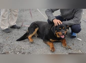 TAISON- sucht dringend ein neues Zuhause