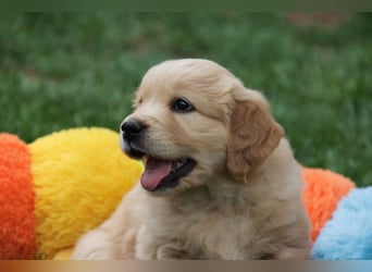 Golden Retriever Welpen vom Thüringer Wald