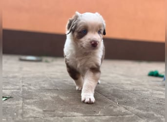 Australian Shepherd Something Special