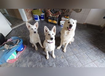 Welpen Weiße Schweizer Schäferhunde