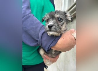 Scott, geboren 01.05.2025, 20cm sucht seine Menschen