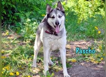 Pascho 03/2022 - energiegeladener und lernwilliger Husky (Mix) sucht sportliche Rasseliebhaber!
