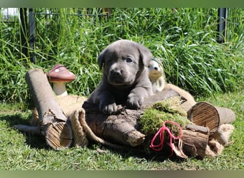 Labrador Welpen mit Ahnenpass