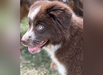 Tolle Australian Shepherd Welpen suchen Ihre Herzenfank