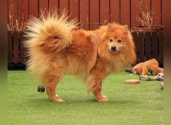 Balu SR – Schatz sucht Ruhe
