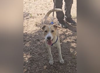 Lucy: tolle Familienhündin in schöner Größe