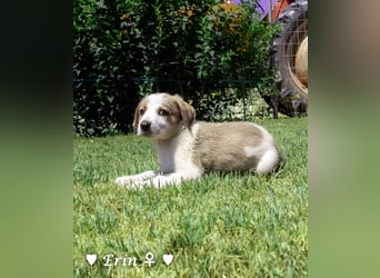 Erin, Emma, Eckie und Enya suchen ein Zuhause