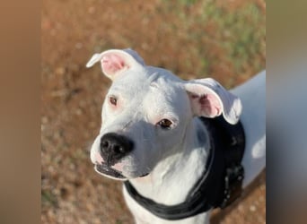 Pai (Spanien) – wunderschöner Dogo Argentino-Bub sehnt sich nach seiner Familie