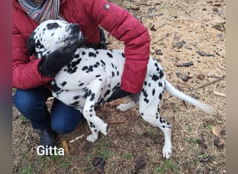 Gitta, zur Zucht missbraucht hat konkrete Interessenten