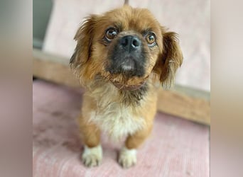 ❤️ kleiner Herzensbrecher PADDY - 8 Jahre, 30cm/8kg - Pekinese