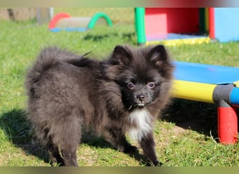 Zwergspitz Pomeranian Welpen Bärchengesichter mit Ahnentafel
