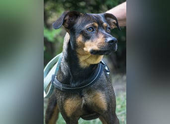Fido SI – Ein aktiver Hund auf der Suche nach einem erfahrenen Zuhause