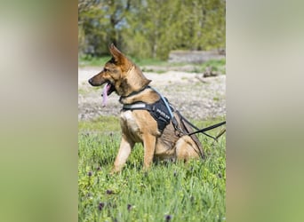 Bella2 SI – Aktive Hündin sucht passendes Zuhause