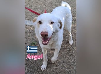 Angel,geb.04/23,ruhige,menschenbezogene Hündin sucht ihre Familie