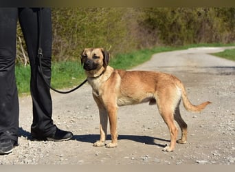 Buffy ist ein fröhlicher, aktiver Hund
