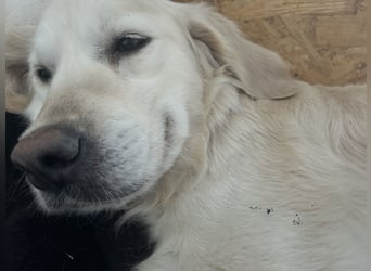 Golden Retriever Welpen vom Züchter – liebevoll & familiär aufgezogen