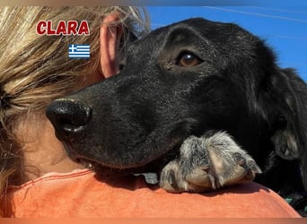 Clara,geb.03/25,verschmustes Hundemädchen sucht ihre Familie